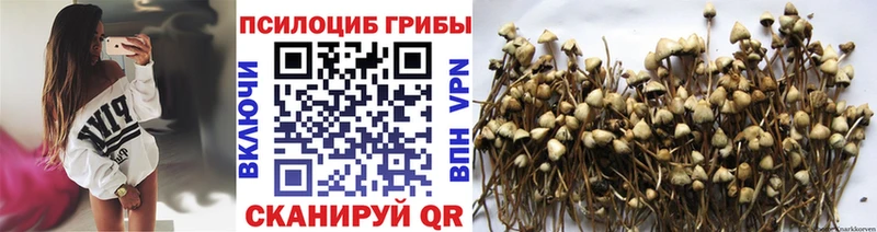 Псилоцибиновые грибы мицелий купить наркотик Тайга